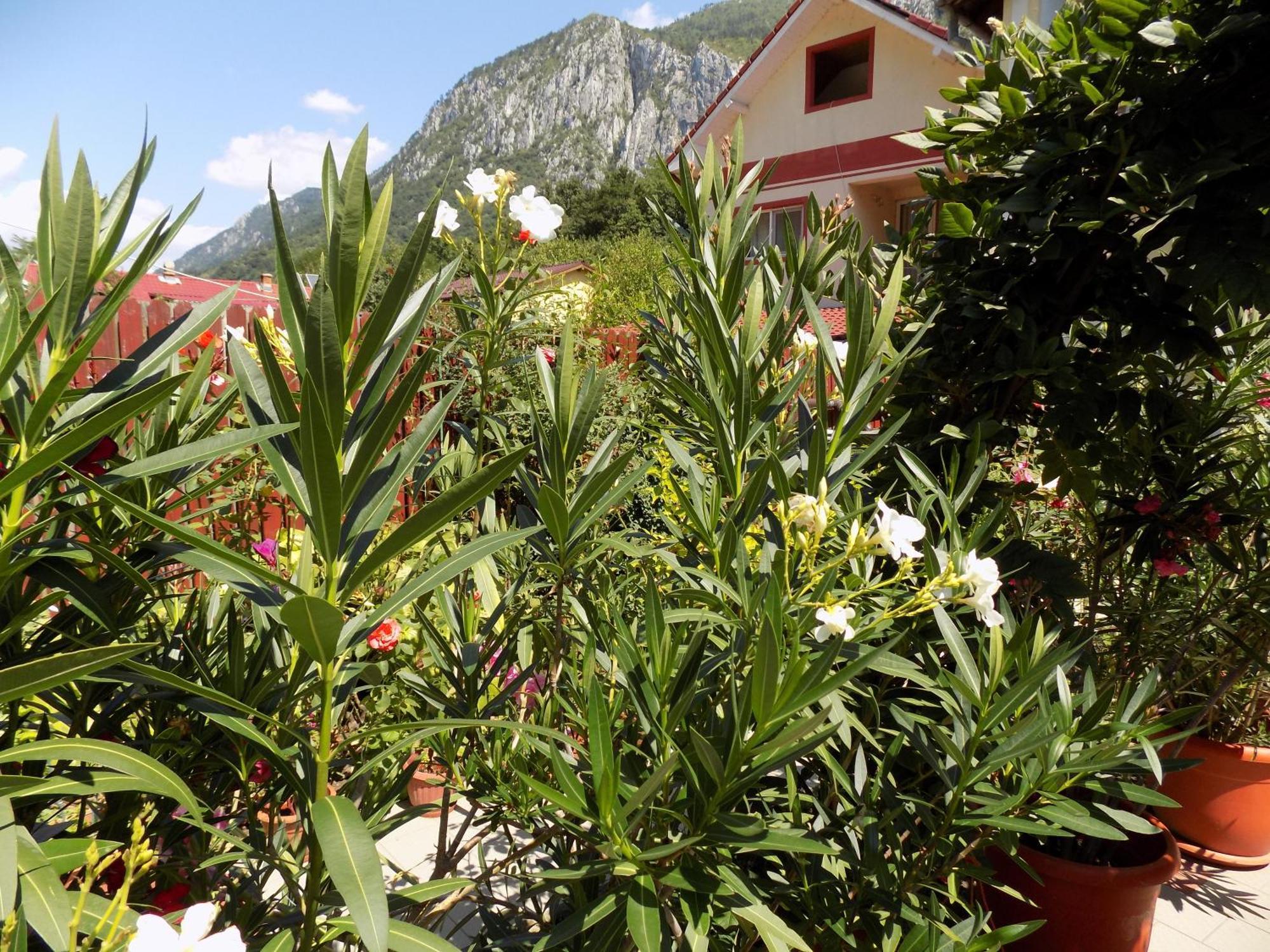 Pension Eden Băile Herculane Exterior foto